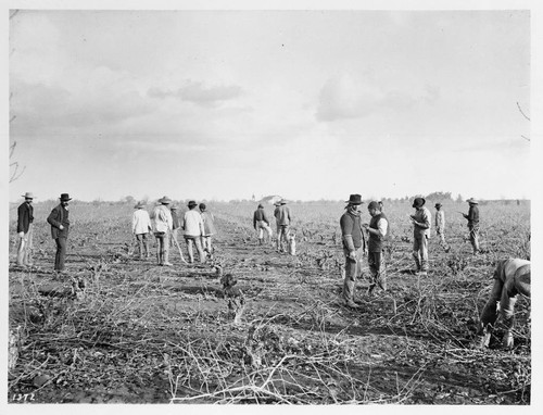 Chinese pruning vineyard