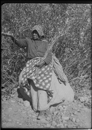 Blind Indian woman gathering willow branches, Sparks, Nevada