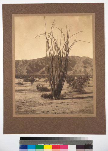 Ocotillo Cactus (Fouquier Splendena). On the Sonora Desert. Mexico