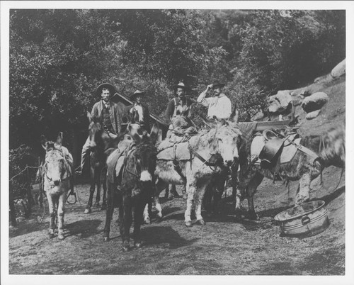 Four drivers and pack animals, Mount Wilson