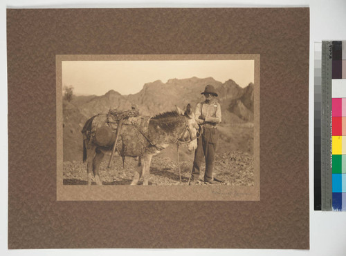 A man with his burro carrying gold prospecting equipment