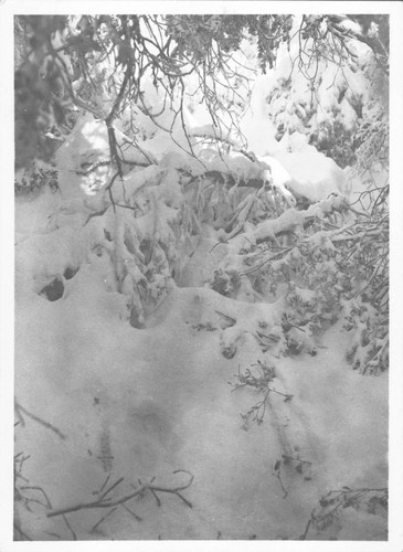 Snow-covered trees, Mount Wilson Observatory