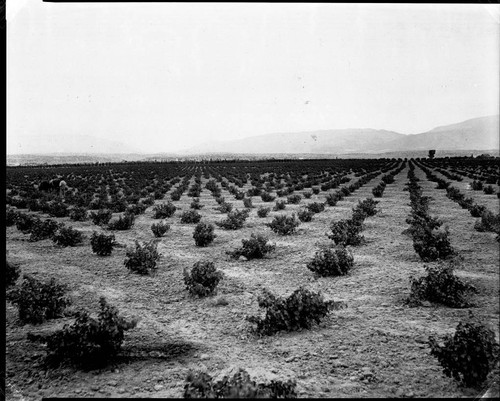 Vineyard near Palmdale