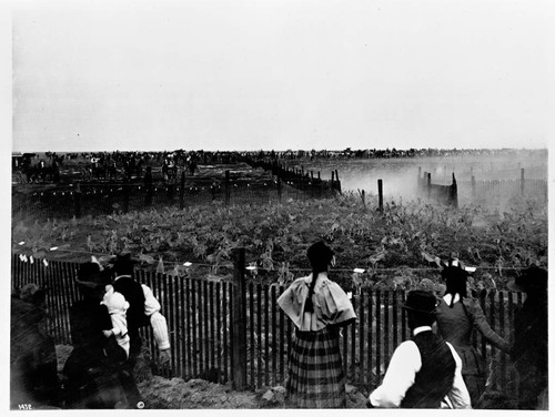 Jack rabbits entering corral