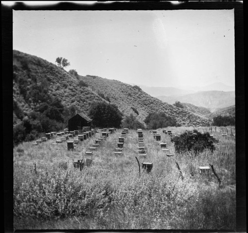 Beekeeping ranch