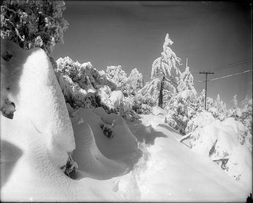 Snow-covered trail and trees, north of Hooker Cottage, Mount Wilson