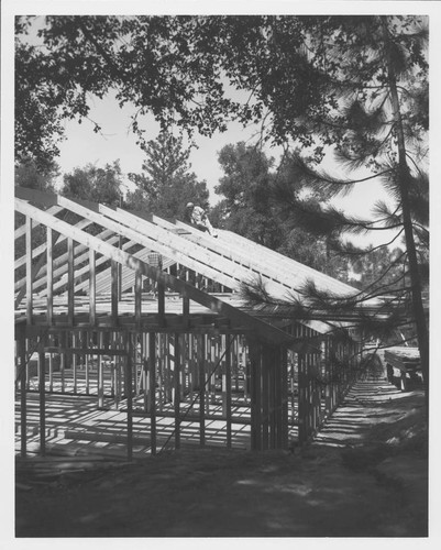 Wooden framing for a new house on Mount Wilson; Hugh Couch on the roof