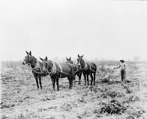 Gathering sugar beets by special plow