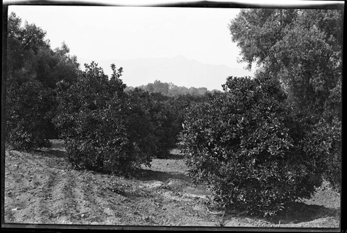 Orange grove, San Marino Ranch, approximately 1905