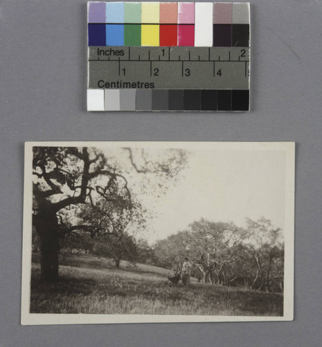 Grace Burke Hubble and her dog in the field where the Hubble's home was later built, in San Marino, California