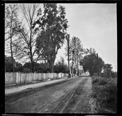 Country road with trees and fence