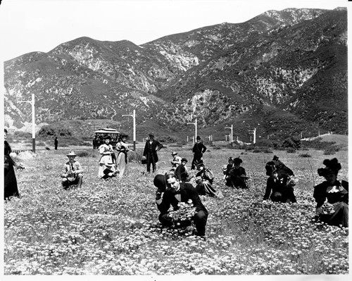 Poppy fields in Altadena