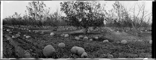 Pumpkin patch, Chino. November 3, 1923