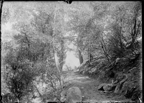 Dirt road on Mount Wilson