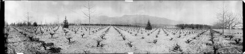 Vineyard and mountains