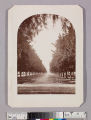 Avenue of orange trees, Sunny Slope