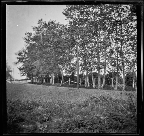 Tree-lined country road with citrus grove in distance