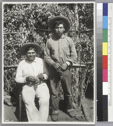 Yokut Indian men with grapes