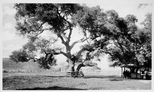 Griffith Park, Ostrich Farm, 1887