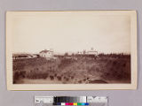 House and barn surrounded by young orange trees