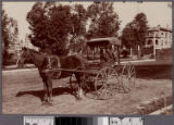 Woman driving horse-drawn carriage on dirt road with oil wells in view, Los Angeles, California