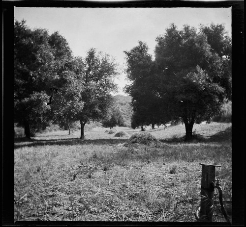 Piles of grass trimmings under trees