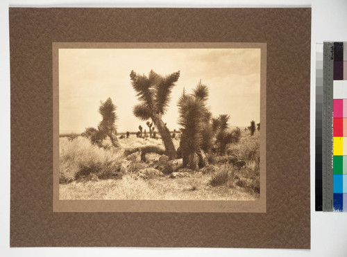 Yucca of the Mojave Desert, California