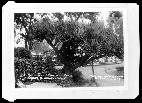 Dragon Tree (Dracaena Draco) native of Canary Islands, Miramar Hotel Grounds, Santa Monica, Calif