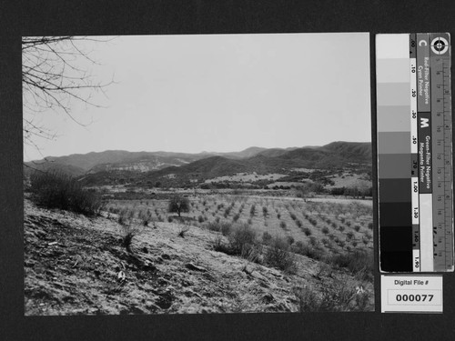 View of landscape at Milflores, Spanish-style home of Harrison Gray Otis