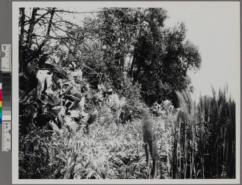 In the Mission Garden. San Fernando