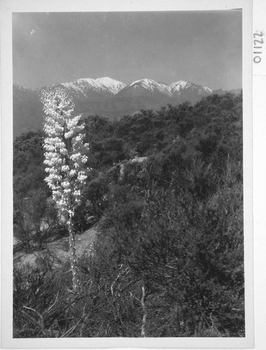 Yucca in bloom on Mount Wilson