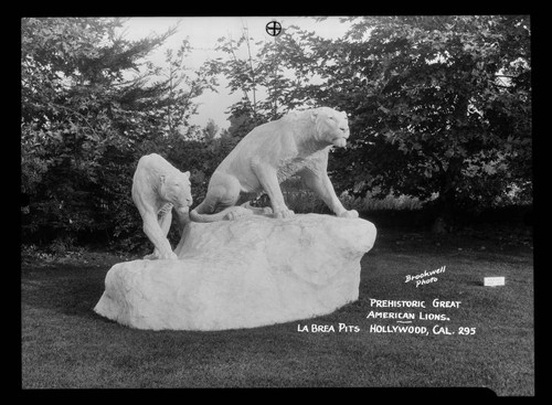 Prehistoric great American lions, La Brea Pits, Hollywood, Cal.[i.e. Los Angeles]