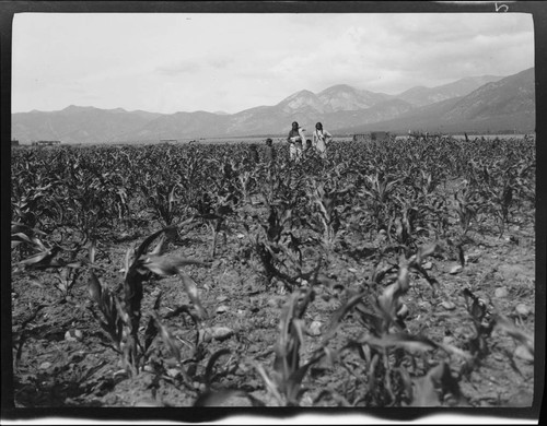 John Concha and cousin in his cornfield, Taos