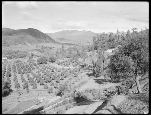 Orchards in the Arroyo Seco, Pasadena. approximately 1907?