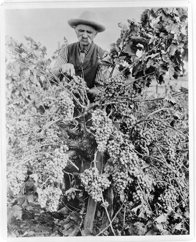 Many large clusters of grapes on one vine