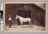 White carriage horse outside stable