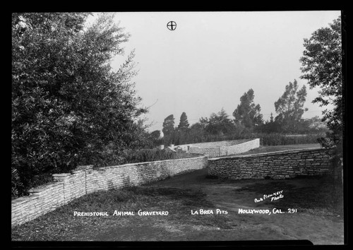 Prehistoric animal graveyard, La Brea Pits, Hollywood, Cal. [i.e. Los Angeles]