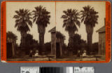 Old palms and ancient well on San Pedro Street, Los Angeles