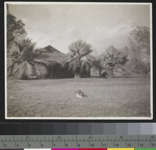 Unidentified building with palm trees