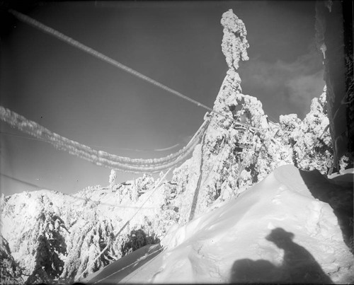 Snow and ice-covered telephone wires and trees, Mount Wilson