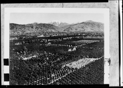 Orange Groves and Old Mt. Baldy, San Gabriel Valley, California