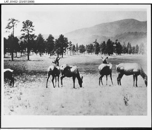 Elk on the Vermejo