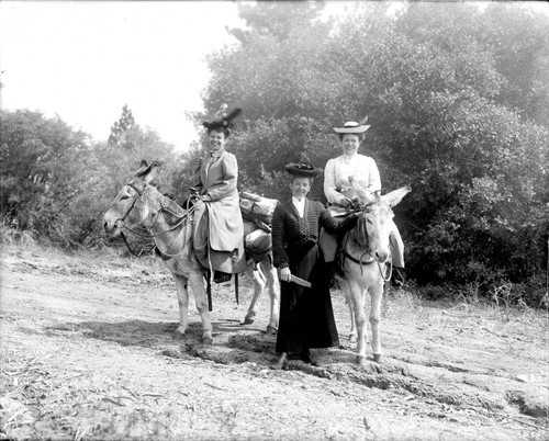 Evelyn Wilhoit and two other women, riding donkeys on Mount Wilson