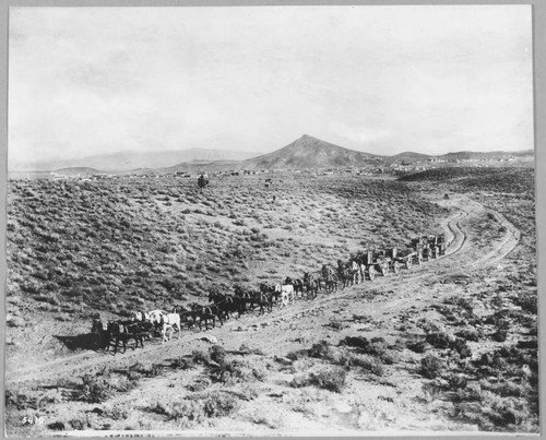 Hauling supplies to the Mines. 20 horse and mule teams, Goldfield, Nevada. 1905