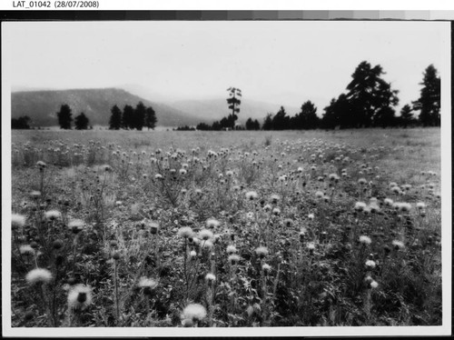 Field of flowers at Vermejo Ranch