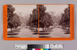 Orange and walnut orchard, Gen. Stoneman, San Gab'l