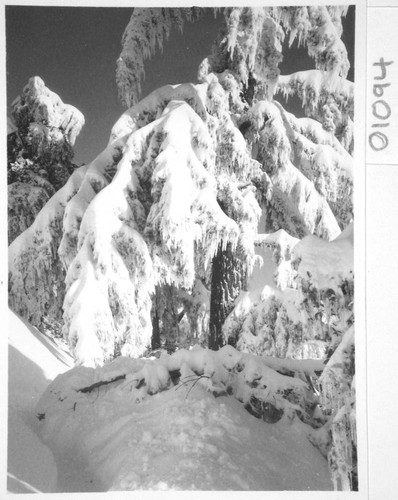 Snow-covered trees, Mount Wilson Observatory