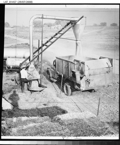 Hay chopper grinds up grain to feed Tejon Ranch cattle