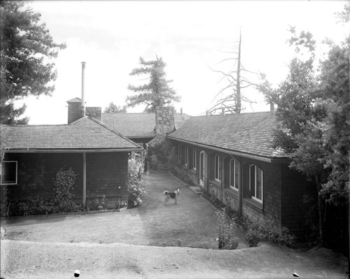 Dog in courtyard of the Monastery, Mount Wilson Observatory