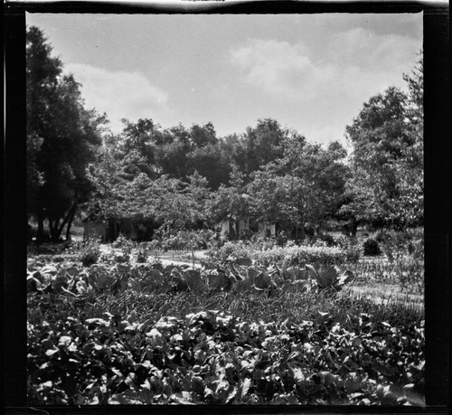 Garden at unidentified residence